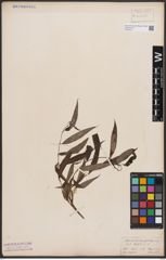 Foto von Salix babylonica L.